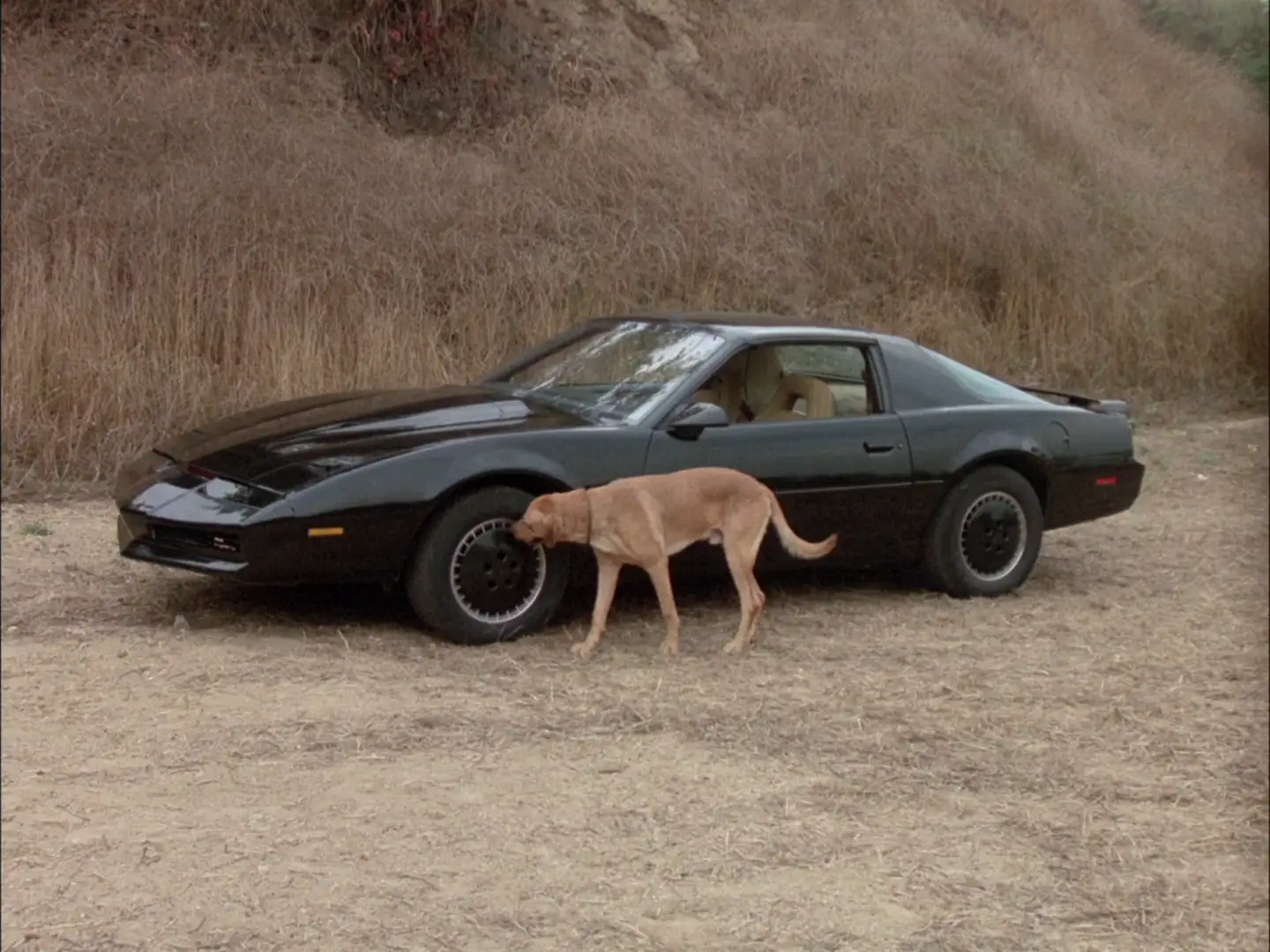 KITT meets a dog in Knight Rider: Good Day at White Rock